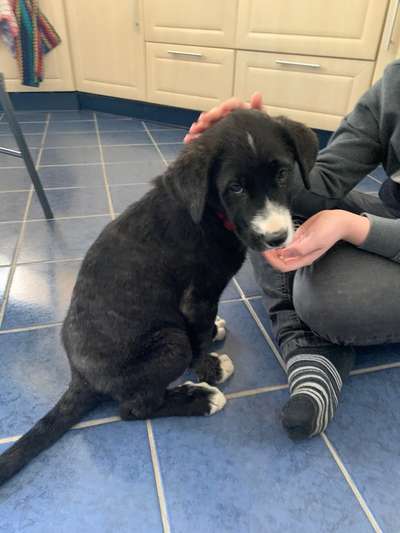 Welpen Bilder !-Beitrag-Bild