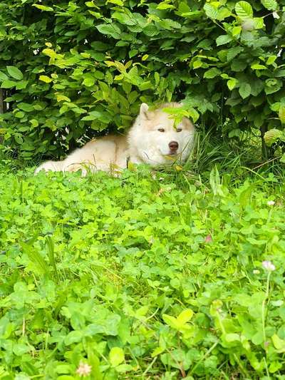 Freddys Kummerkasten-Beitrag-Bild