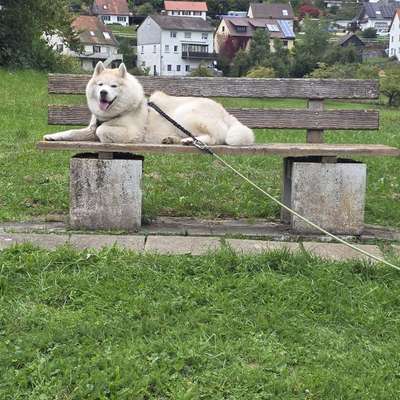 Hundetreffen-Gassi gehen und Wandern um Tuttlingen herum.-Bild