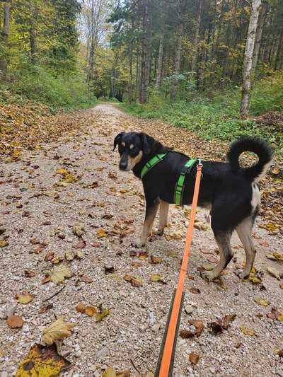 Hundeangriff, groß gegen klein-Beitrag-Bild