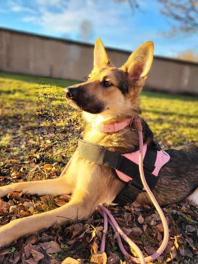 Wolfhunde Besitzer TWH oder SWH hier?-Beitrag-Bild