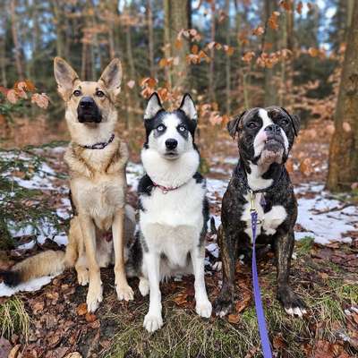 Hundetreffen-Trainingsrunden und social walk-Bild