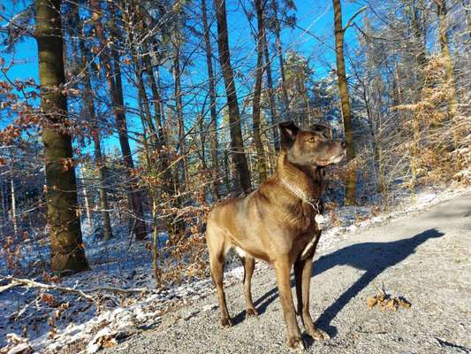 Auslandstierschutz-Beitrag-Bild