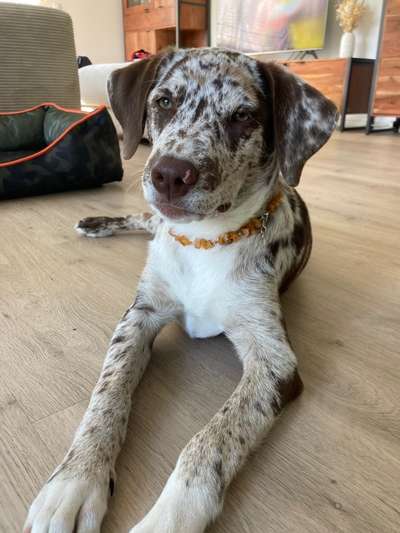 Aussiedors oder Leopard Labrador Gruppe-Beitrag-Bild