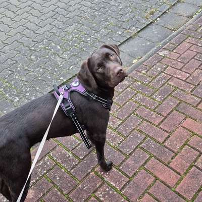 Hundetreffen-Welpentreff-Bild