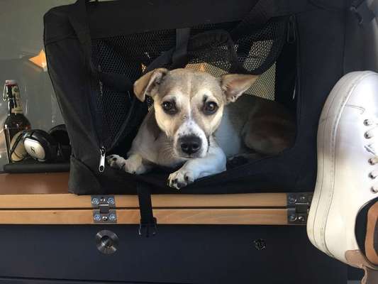 Öffentliche Verkehrsmittel nutzen mit Hund-Beitrag-Bild