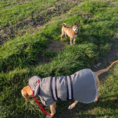 Hundetreffen-Hunde/Welpen Treff-Bild