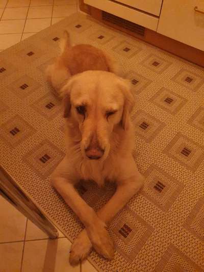 Die Dogorama-Wochen-Challenge "Die schönste Grimasse"-Beitrag-Bild