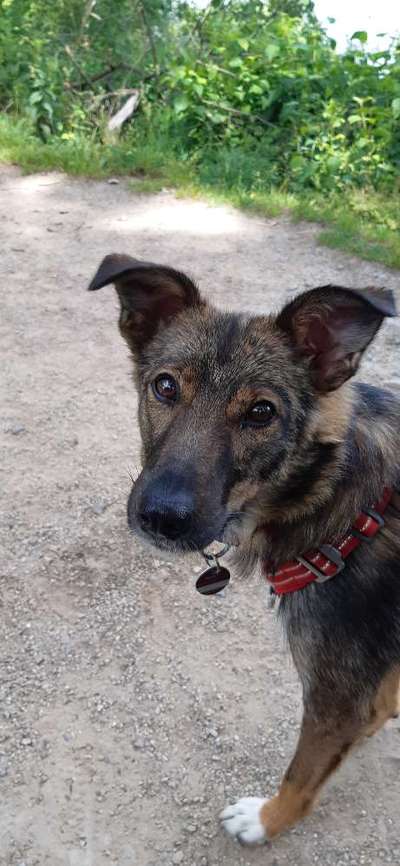 Auslandstierschutz-Beitrag-Bild