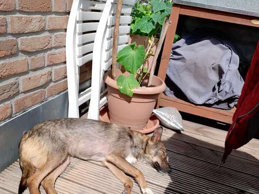 Auslandstierschutz-Beitrag-Bild