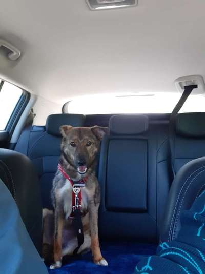 Auslandstierschutz-Beitrag-Bild