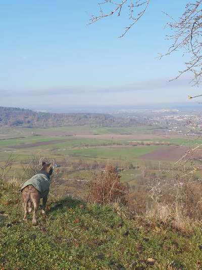 Hundetreffen-Gassi gehen und spielen 😊-Bild