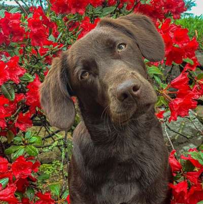 Hundetreffen-Gassirunde / Spielen und toben-Bild