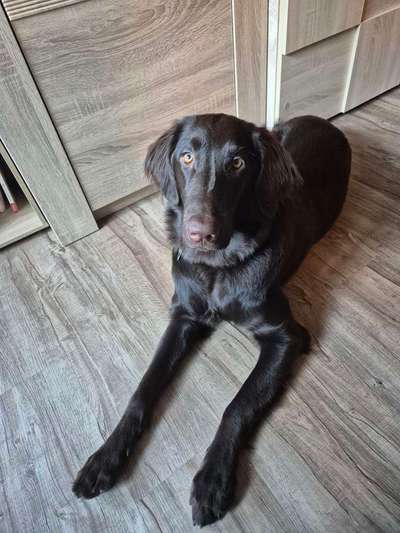 Flat Coated Retriever-Beitrag-Bild