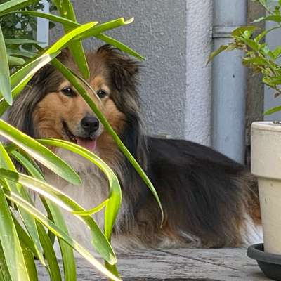 Hundetreffen-Spaziergang in Bad Krozingen Kurpark oder in Biengen-Profilbild
