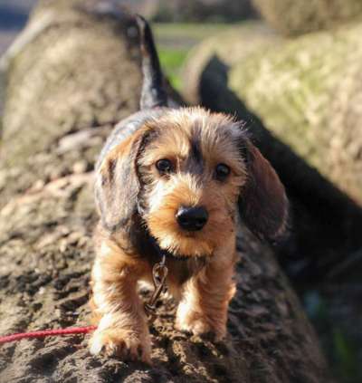 Welpen Bilder !-Beitrag-Bild