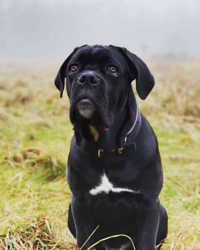 Rassensuche Cane Corso Italiano-Beitrag-Bild