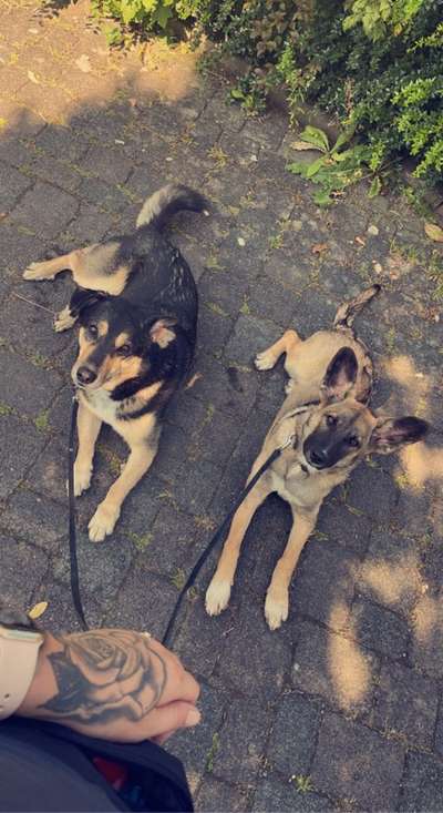 Mischlingshunde Foto Aufruf-Beitrag-Bild