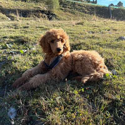 Hundetreffen-Welpen Treff in Waldtrudering-Bild