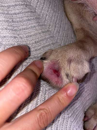 Entzündung/Abzess zwischen den Zehen-Beitrag-Bild