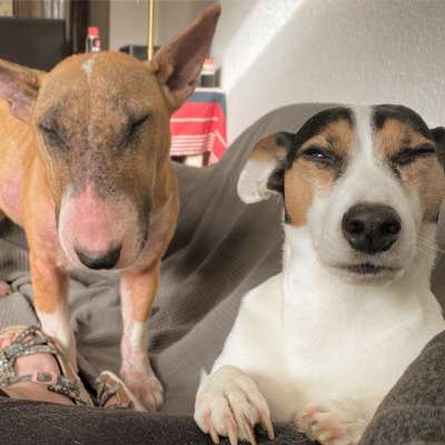 Mehrere Hunde zuhause !-Beitrag-Bild