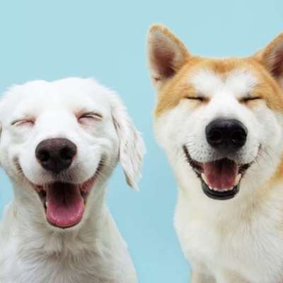 %{de_profession_title}-Gassi Service, Tagesbetreuung-Bild