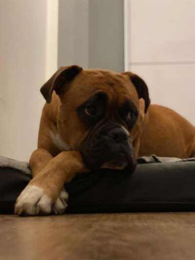 Deutsche Boxer-Beitrag-Bild