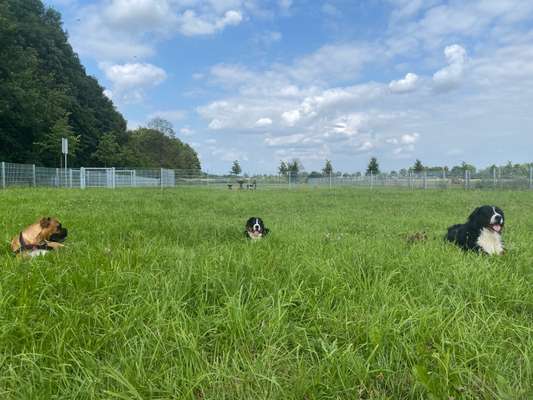 Hundeauslaufgebiet-Olfen an der Dreibogenbrücke-Bild