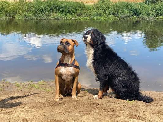 Die Dogorama Wochen Challenge "Friends will be Friends"-Beitrag-Bild