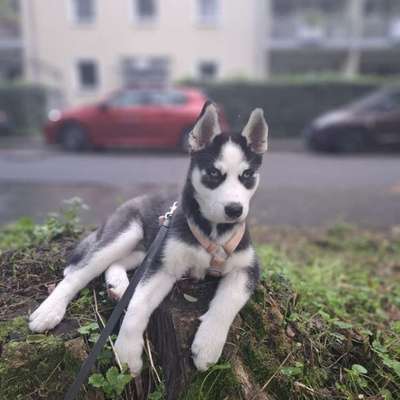 Hundetreffen-Husky welpen-Bild