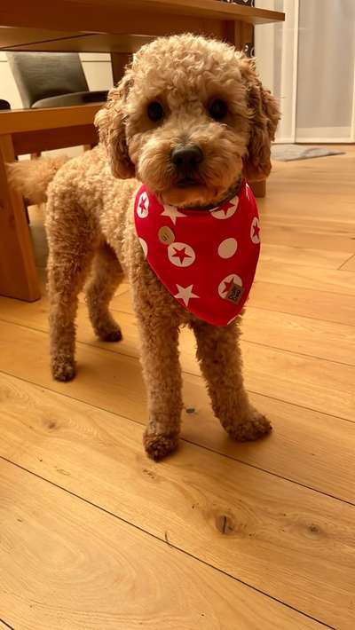 Dogorama Photo Challenge - Tre Chic!-Beitrag-Bild