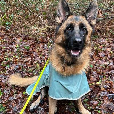 Hundetreffen-Rassenverwandte gesucht-Bild