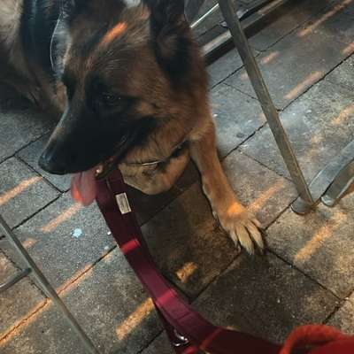 Hundetreffen-Gruppe für Austausch und Gassi Runden gesucht-Bild
