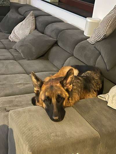 Hundetreffen-Suche Social Walk-Bild