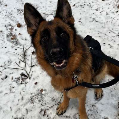 Hundetreffen-Gassi Runde und Erfahrungsaustausch-Bild