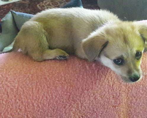 Welpen Bilder !-Beitrag-Bild