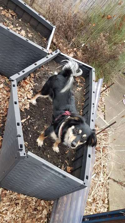 Die Dogorama Kalender Challenge Titelbild-Beitrag-Bild