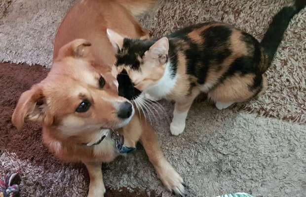 Fotochallenge Nr. 51 "Euer Hund mit anderen Tieren"-Beitrag-Bild