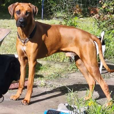 Rhodesian Ridgeback-Beitrag-Bild
