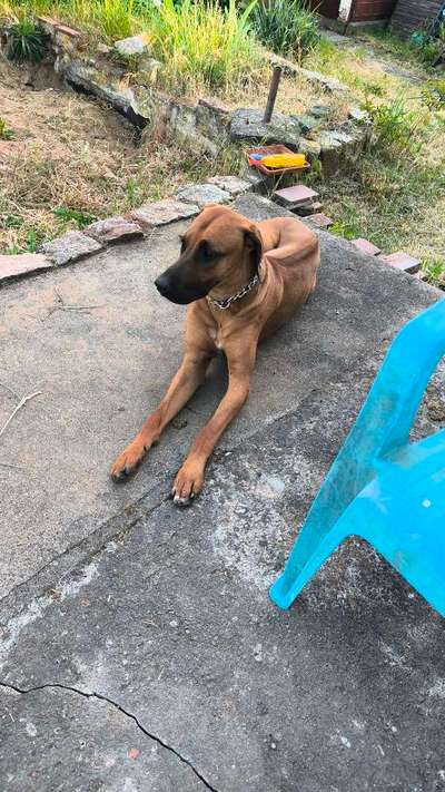 Hundetreffen-Suchen Freunde zum toben und spazieren gehen-Bild