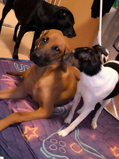 Rhodesian Ridgeback-Beitrag-Bild