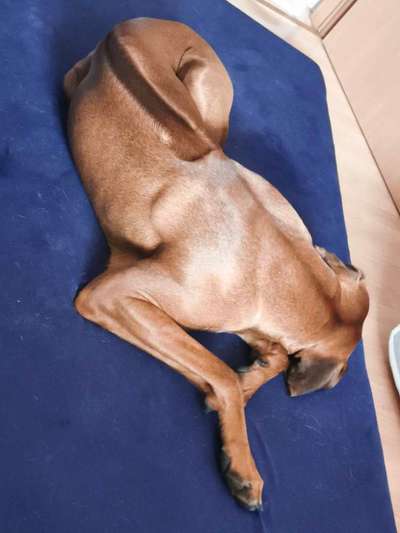 Rhodesian Ridgeback-Beitrag-Bild