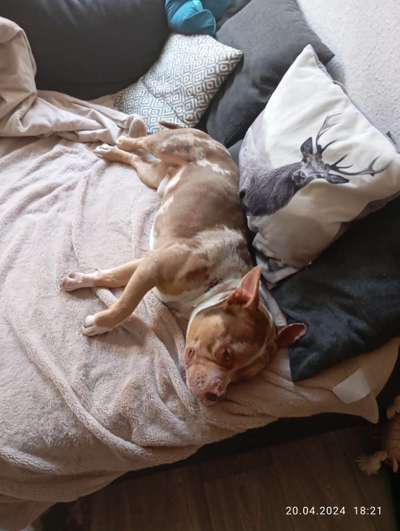 Wie kamst du zu deinem Hund?-Beitrag-Bild