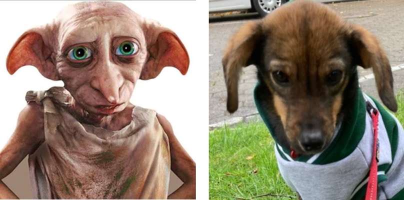 Wie heißt dein Hund?-Beitrag-Bild