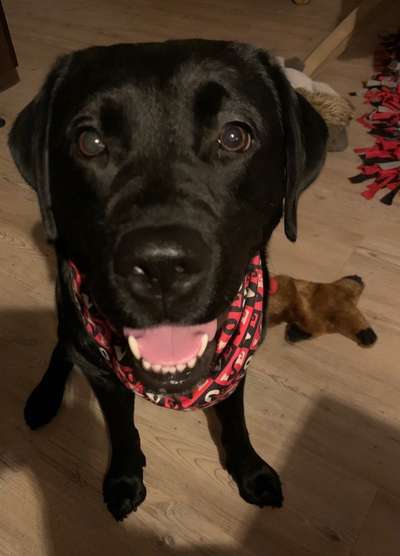 Labradorfans-Beitrag-Bild