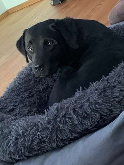 Labradorfans-Beitrag-Bild