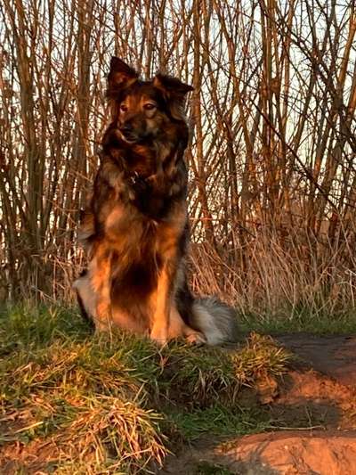 Mischlingshunde Foto Aufruf-Beitrag-Bild