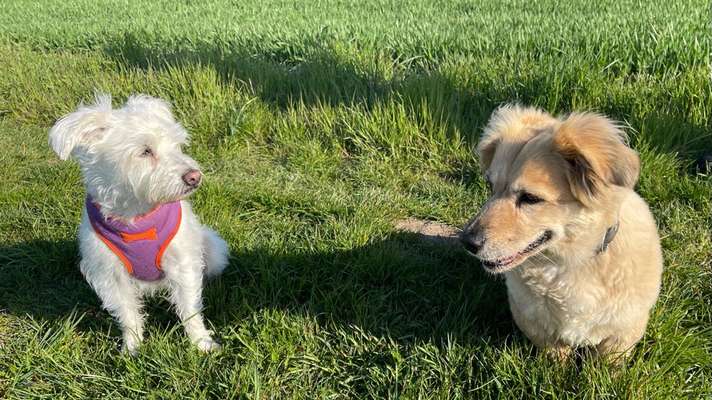 Die Dogorama Wochen Challenge "Friends will be Friends"-Beitrag-Bild