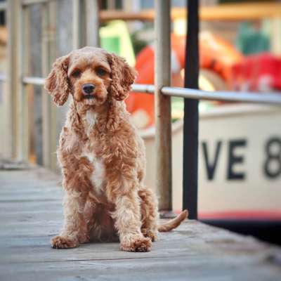 Hundetreffen-Gassirunde-Bild