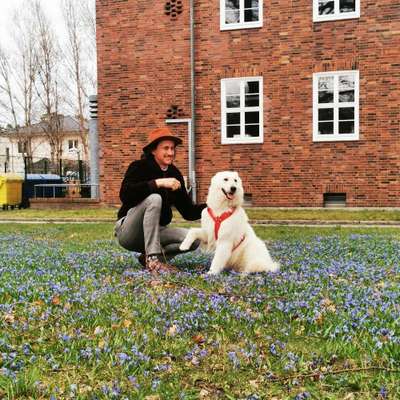 Hundetreffen-Spielkamerad*in  für Ronny gesucht